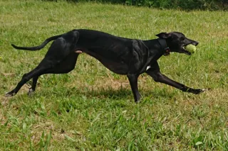 How Arthur the Whippet Shaped My Recall Training