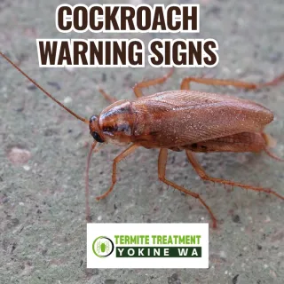 Cockroach Pest Control: Early Warning Signs of Cockroach Infestation