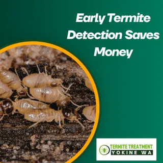 Why Early Termite Detection Can Save You Thousands