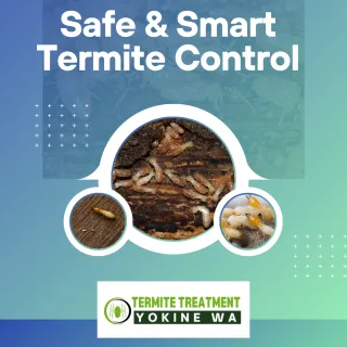 Stop Termite Infestation Before It Destroys Your Property