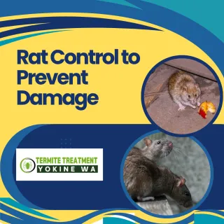 Rat Control Services to Stop Property Damage Fast