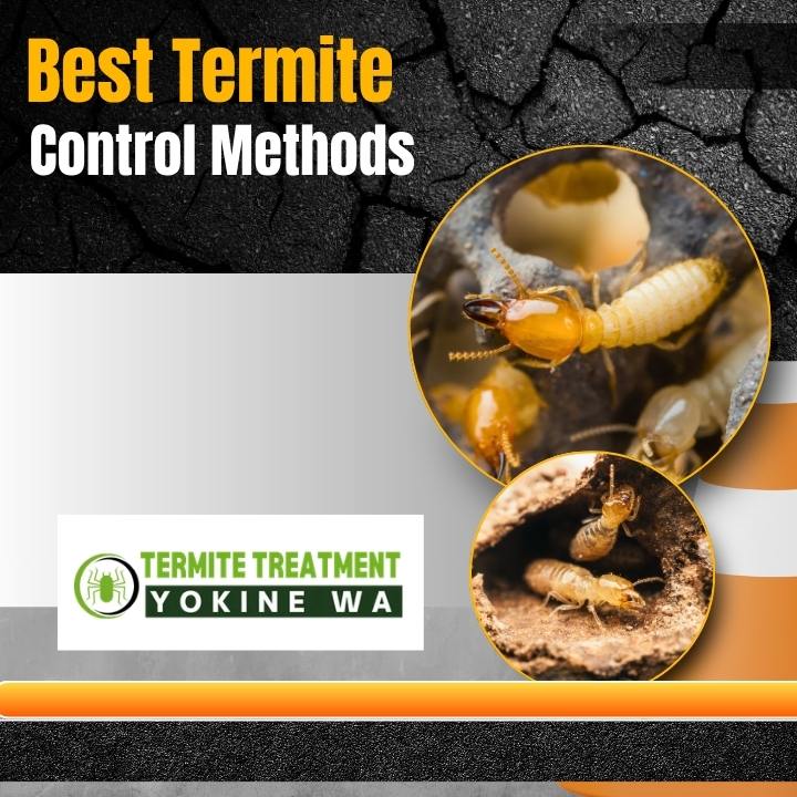 Termite Pest Control Methods That Work for Modern Homes