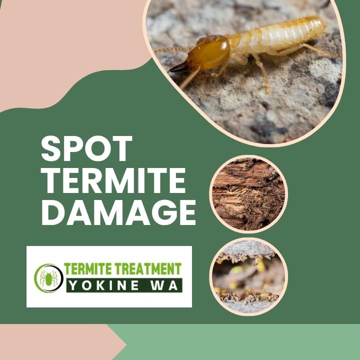 Termite Damage: How to Spot It Before It's Too Late