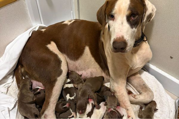 Karleh and her 14 puppies