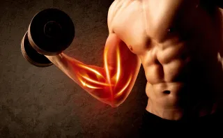 Your Ultimate Guide to Gaining Muscle: Real Talk from Someone Who's Been There — Empire Gym Effingham