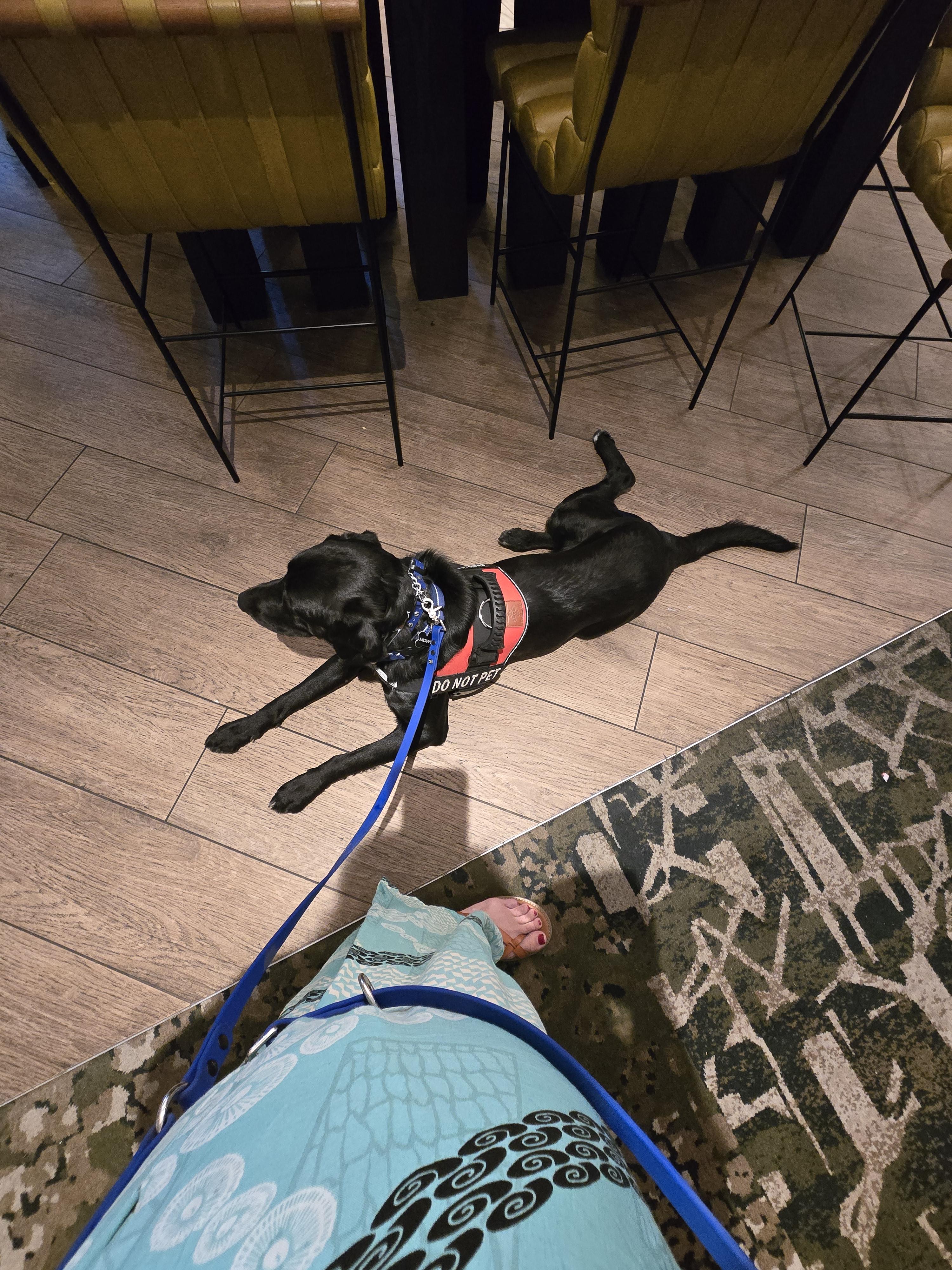 Service Animals in Rental Housing: Where State Laws Go Beyond Federal Fair Housing Rules