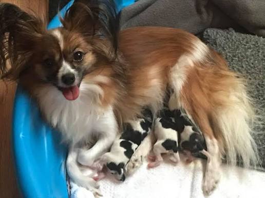 New Litter Alert – Spring 2026 Puppies Arriving Soon!