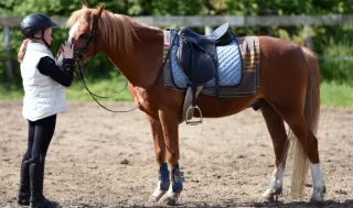 The True Cost of Horsemanship: Budgeting for Your Dream in the Land of Enchantment