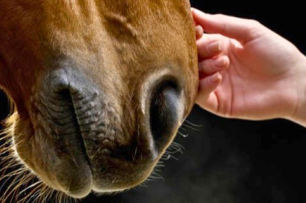 The Final Impression: Why Untacking is the Most Critical Part of Your Lesson