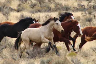 Wild Horses of New Mexico: Understanding Management, Protection, and Legal Status