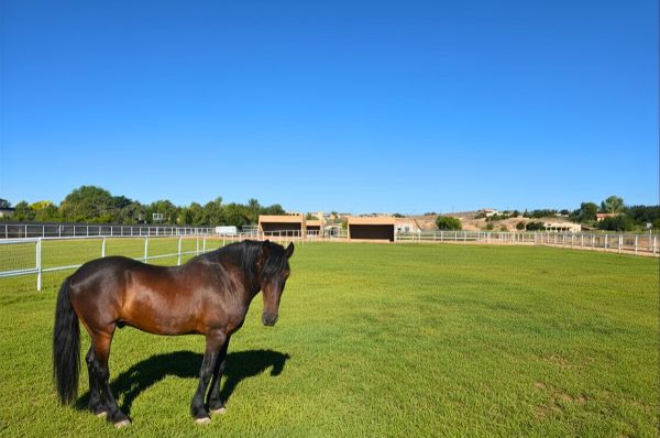 Why Lesson Horses Need Time Off Too