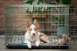 Crate Training Your Puppy Using Force-Free Methods