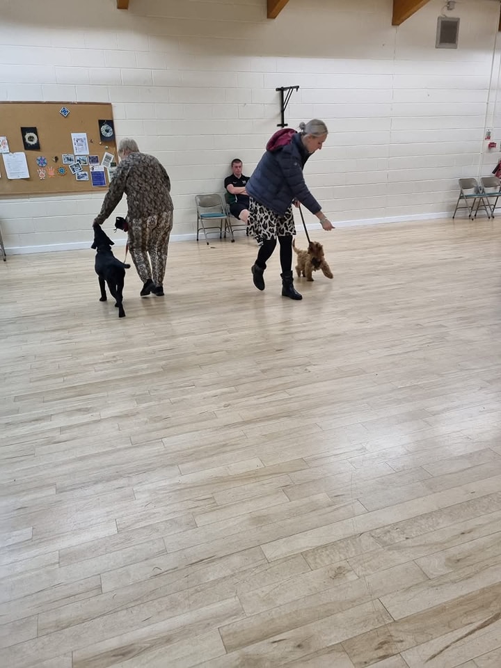 How Force-Free Training Stops Puppy Biting, Barking and Pulling