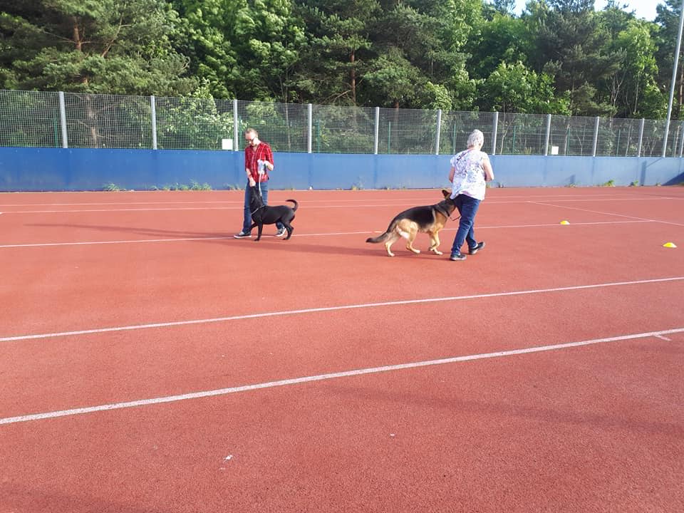 Teaching Loose Lead Walking Using Force-Free Training