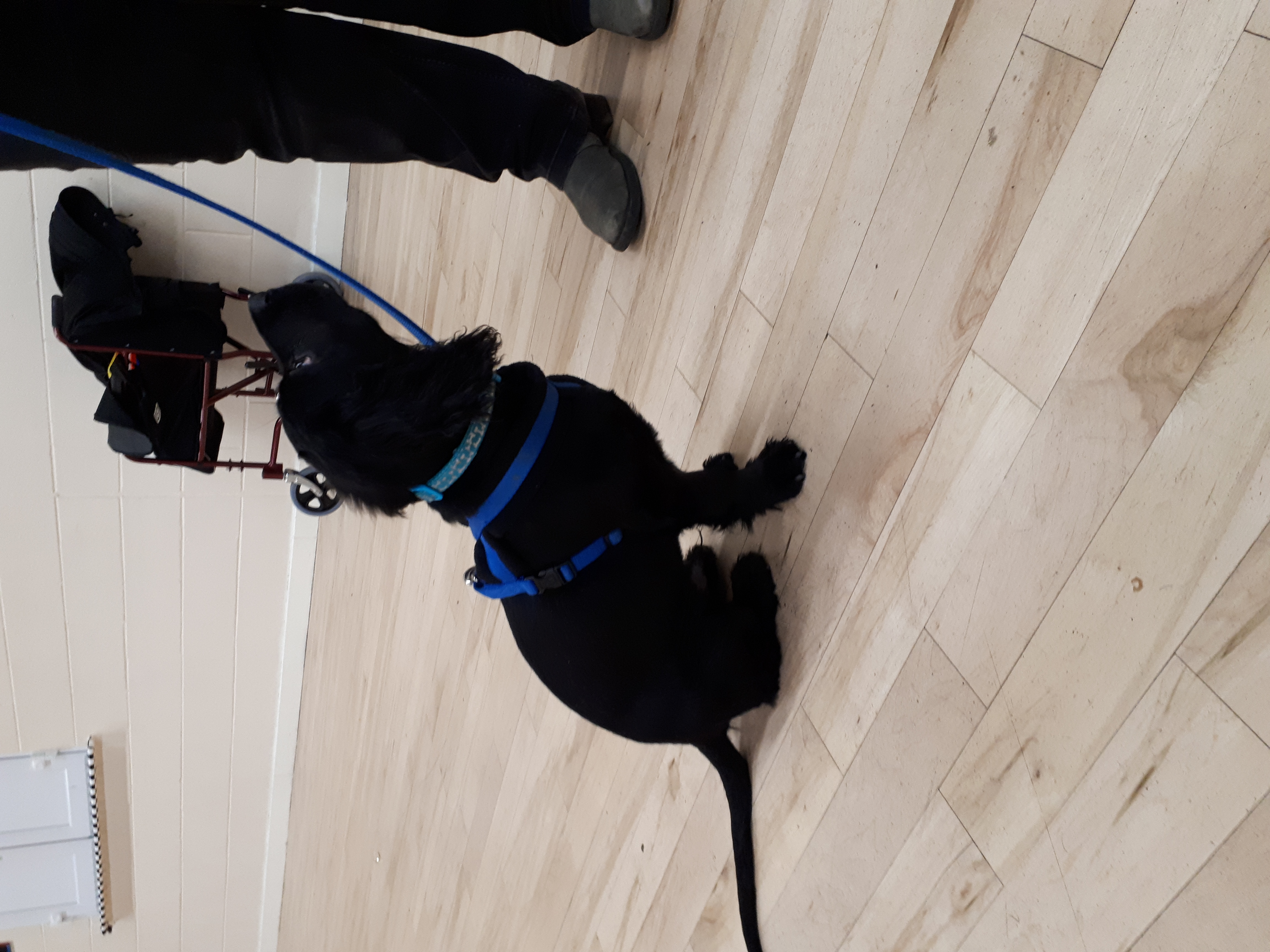 Force-Free vs Traditional Puppy Training: What’s the Difference?