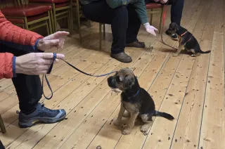 What Is Force-Free Puppy Training? (And Why It Works Better Than Traditional Methods)