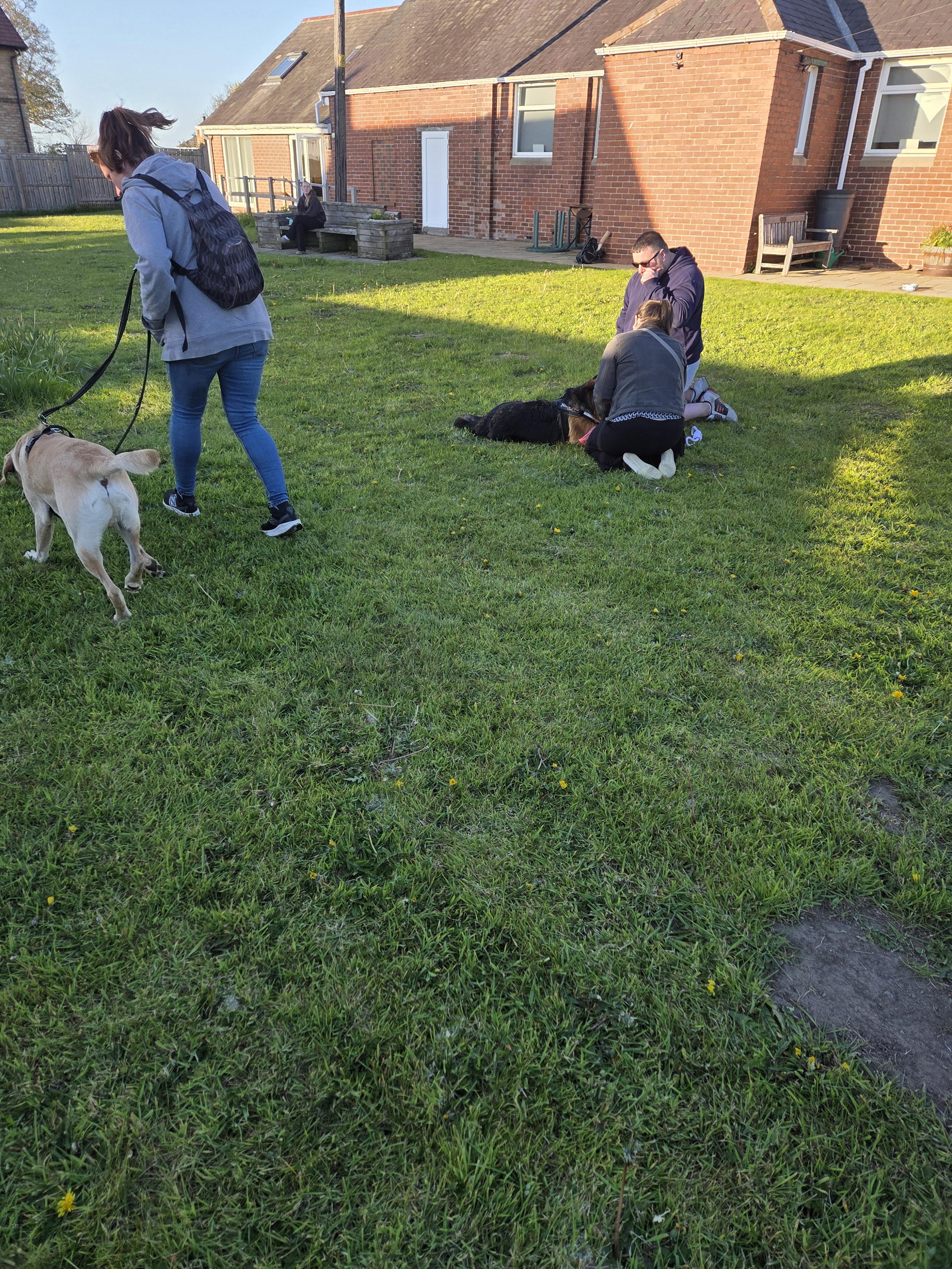 Understanding Dog Adolescence: Why Training Suddenly Feels Harder