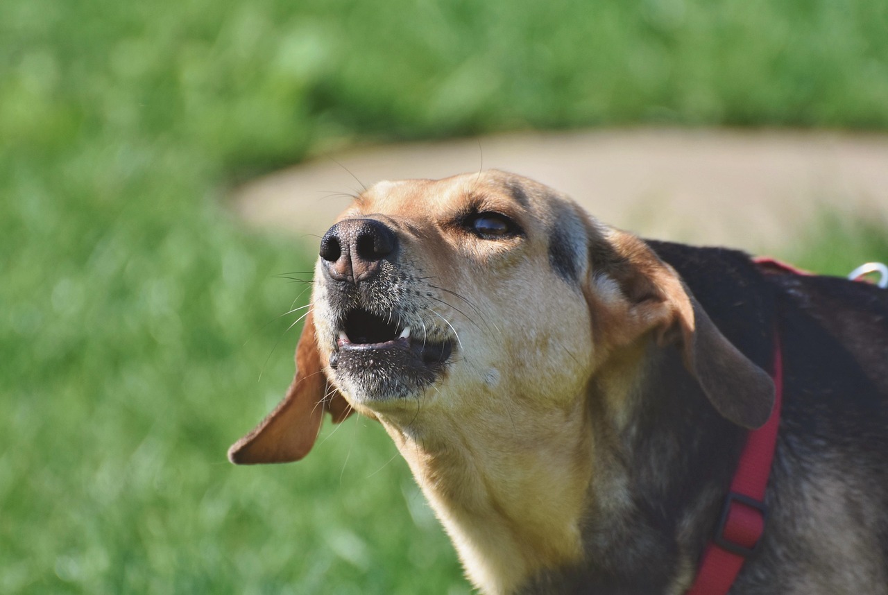 Why Dogs Bark at Other Dogs: Understanding Reactive Behaviour Using Force-Free Training