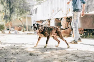 Dog Lunging on Walks: Understanding and Improving Reactivity Using Force-Free Training