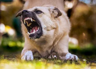 Is My Dog Reactive or Aggressive? Understanding the Difference