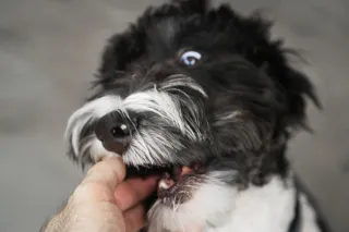Puppy Biting: Force-Free Solutions That Actually Work
