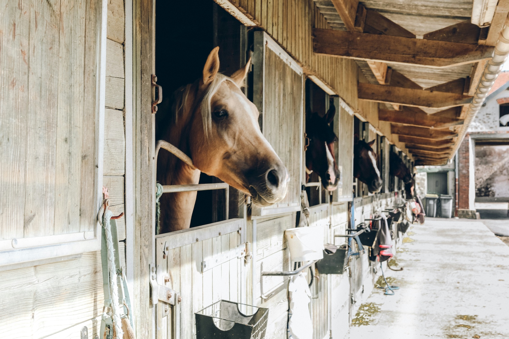 Stall rest – a prison cell or saving grace. How to survive isolation both as a horse and a rider