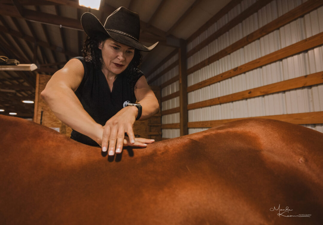 Horse Rehabilitation Exercises from the Ground