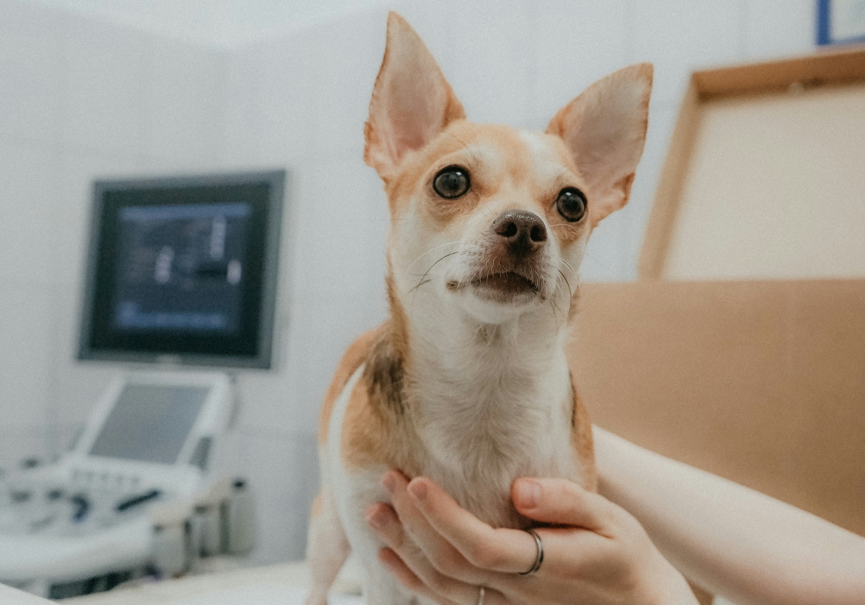 Unlock the Power of Integrative Animal Care: Enriching Lives, Empowering Practitioners