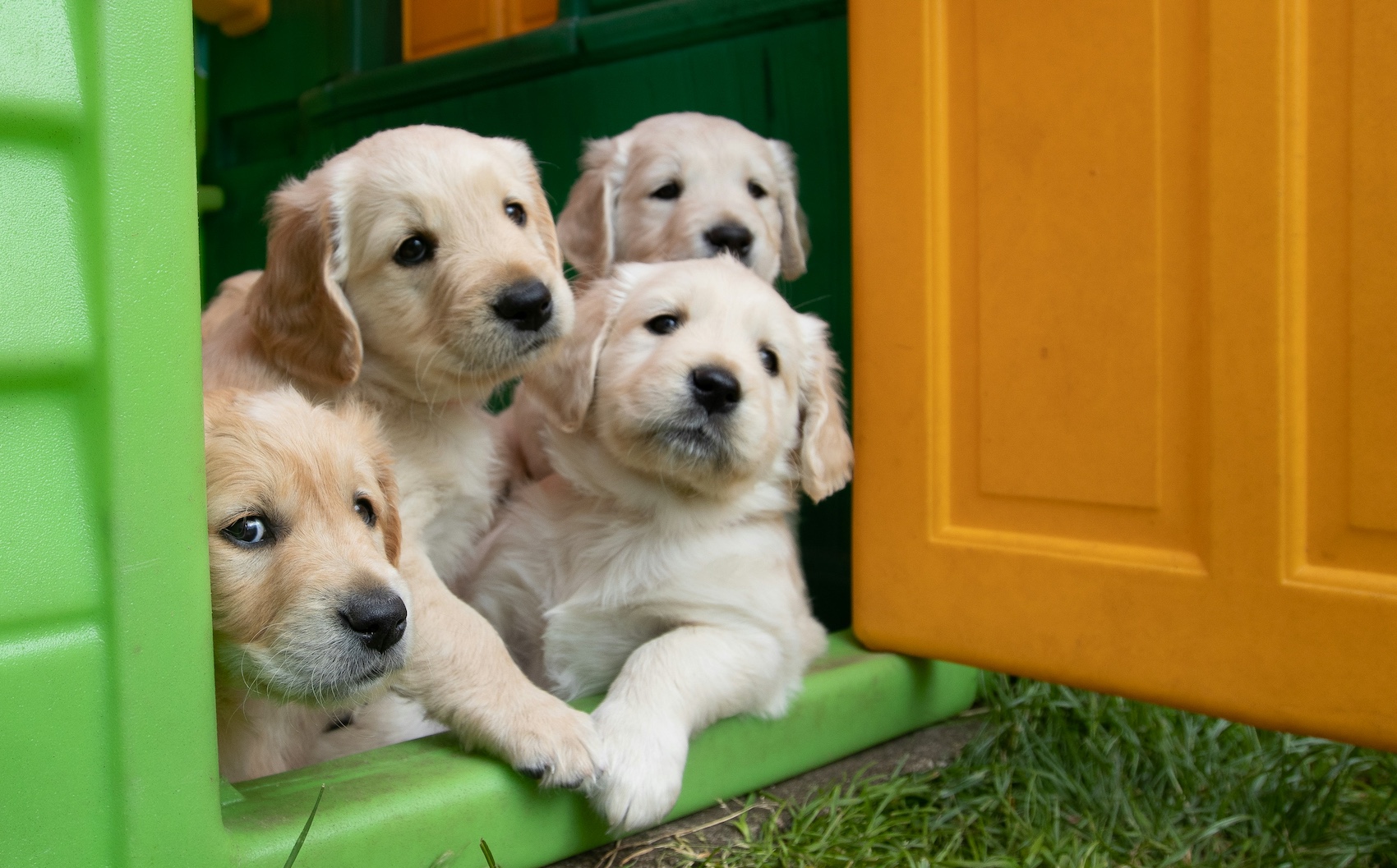 Chiropractic for Puppies