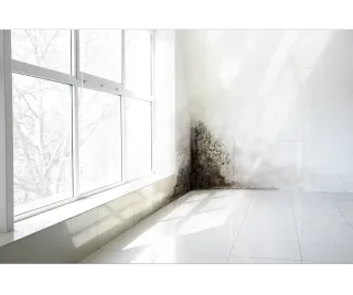 Mold Inspection Sarasota FL: How Mold Detection Dogs Find Hidden Mold in Homes