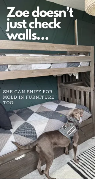 What Is a Mold Detection Dog Inspection? How Mold Dogs Find Hidden Mold in Homes