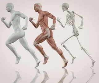 You Are Rebuilding Your Body Every Day