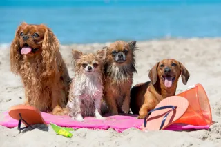 Can Dogs Get Sunburn? Essential Pet Care Tips