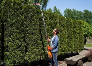 Hedge Trimming Guide: How to Shape and Maintain Hedges Like a Pro