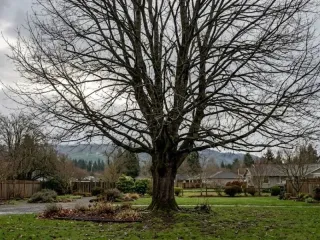 When Should Trees Be Pruned in Monroe, Washington?