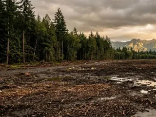 How Much Does Land Clearing Cost in Monroe, WA?