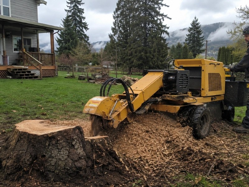What’s the Difference Between Stump Grinding and Removal?