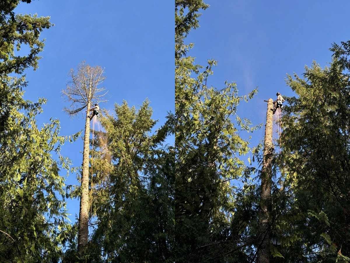 How Much Does Tree Removal Cost in the Duvall Area?