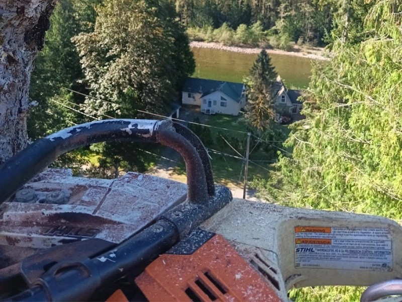 What Does a Tree Service Near Duvall, WA Include?