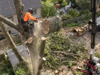 Who Handles Tree Removal Near Me in Redmond, WA?