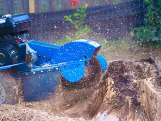 How Does Stump Removal Near Me Work In Sammamish?