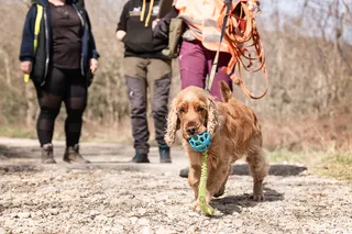 How To Find The Best Reward For Your Mantrailing Dog