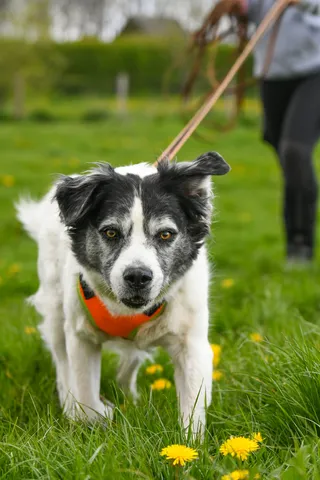 Why Old Dogs Should Try Mantrailing