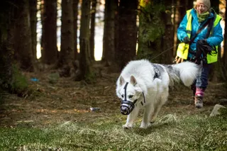 Can Mantrailing Improve Dog Behaviour?