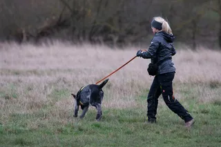 4 Signs Your Dog Is Over-Relying on You in Mantrailing