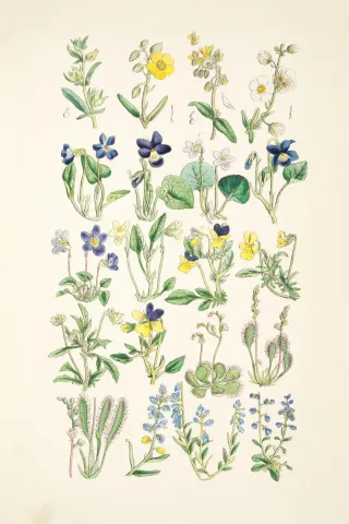 Endometriosis and Bloating: What's Really Going On? By Marie Mulcahy BSc Hons Western Herbal Medicine | NIMH Registered Medical Herbalist