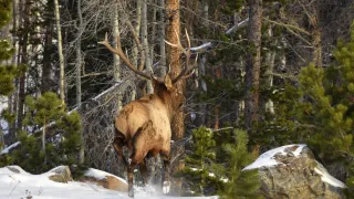 Hunter’s Kid Blows Hunt After Uncontrollably Yelling “6–7” at Approaching Bull Elk