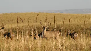 Utah Mule Deer Herd Seeks Approval For 1.2 Million-Acre ‘Data Center’ To Monitor Hunter Activity