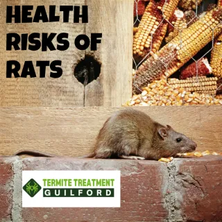 Rat Pest Control: Health Risks of Rat Infestations in Houses