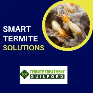 Top Termite Treatment Options for Strong Property Protection